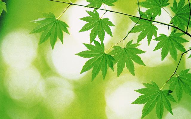 Feuilles_32.jpg