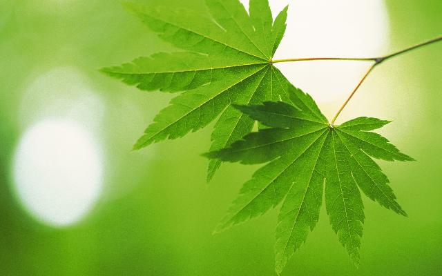 Feuilles_34.jpg
