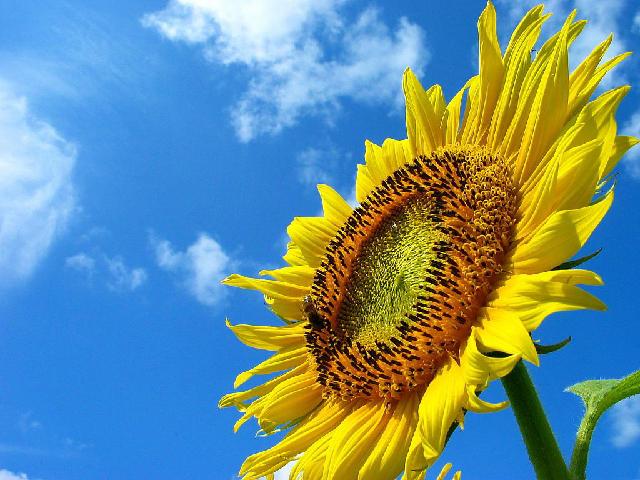 Fleurs_12.jpg