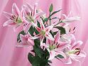 Fleurs_02