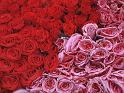 Fleurs_05
