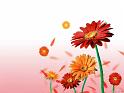 Fleurs_07