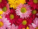 Fleurs_08