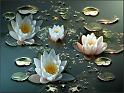 Fleurs_09