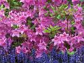 Fleurs_10