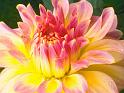 Fleurs_11