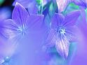Fleurs_13