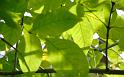 Nature_007