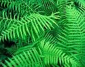 Nature_072