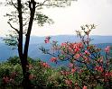 Nature_078