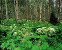 Nature_093