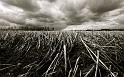 Paysages_341