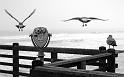 Paysages_390